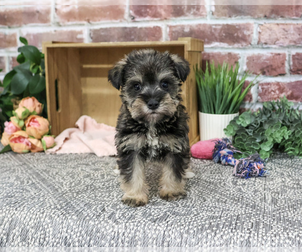 Medium Photo #4 Schnauzer (Miniature) Puppy For Sale in SYRACUSE, IN, USA