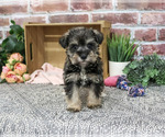 Small #3 Schnauzer (Miniature)