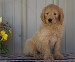 Small Photo #1 English Cream Golden Retriever-Poodle (Standard) Mix Puppy For Sale in FREDERICKSBG, OH, USA