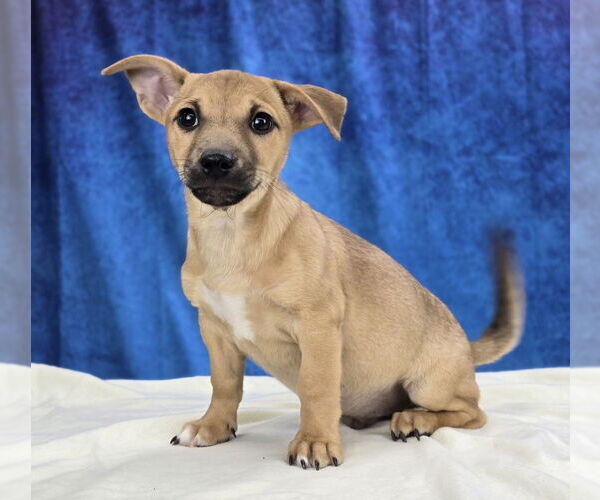 Medium Photo #4 Labrador Retriever-Unknown Mix Puppy For Sale in Lakewood, CO, USA