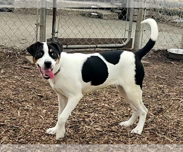 Medium Photo #4 Mutt Puppy For Sale in Bloomingdale, NJ, USA