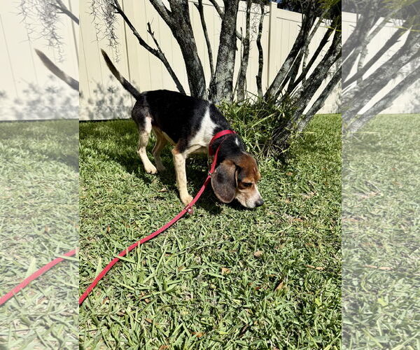 Medium Photo #4 Beagle Puppy For Sale in Tampa, FL, USA