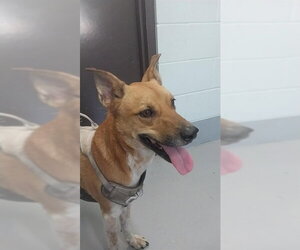 Mutt Dogs for adoption in Corpus Christi, TX, USA