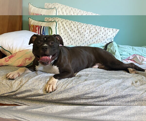 Medium Photo #3 Mutt Puppy For Sale in Rockville, MD, USA