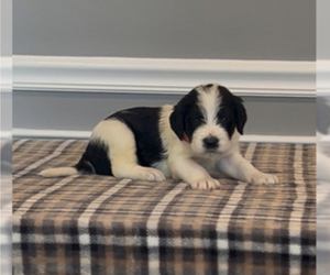 Medium Bernedoodle-Labradoodle Mix