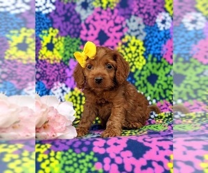 Cock-A-Poo Puppy for sale in KIRKWOOD, PA, USA