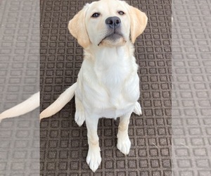 Labrador Retriever Puppy for sale in SAMMAMISH, WA, USA