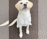 Small Photo #1 Labrador Retriever Puppy For Sale in SAMMAMISH, WA, USA