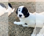 Puppy 9 English Setter-Goldendoodle Mix