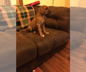 Boxer Puppy for Sale in SHIPPENVILLE, Pennsylvania USA