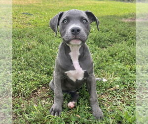 Medium American Staffordshire Terrier Mix