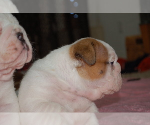 Medium Photo #4 English Bulldog Puppy For Sale in NORCO, CA, USA
