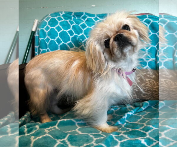 Medium Photo #3 Pekingese Puppy For Sale in Pacolet, SC, USA