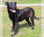 Small #3 Labrador Retriever Mix