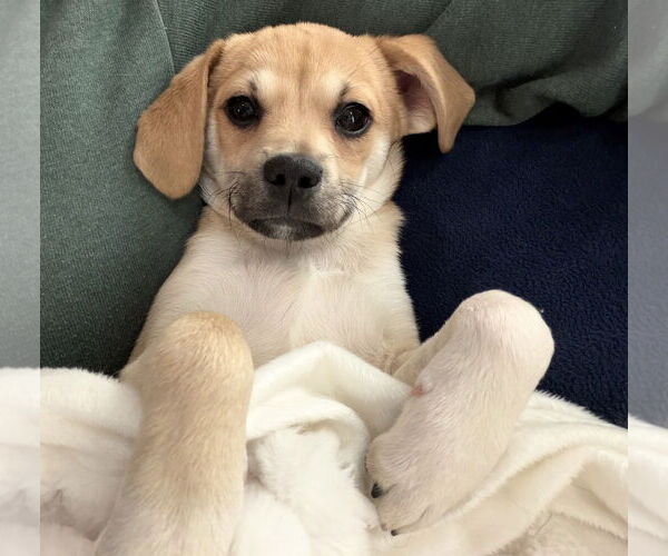 Medium Photo #2 Chihuahua-Unknown Mix Puppy For Sale in Ball Ground, GA, USA