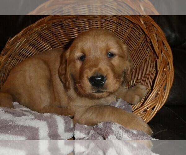 Medium Photo #1 Golden Retriever Puppy For Sale in WOLCOTT, VT, USA