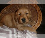 Puppy Tootsie Golden Retriever
