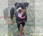 Small #5 Rottweiler