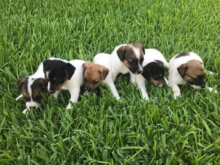 Jack Russell Terrier Puppy for sale in SUGAR LAND, TX, USA