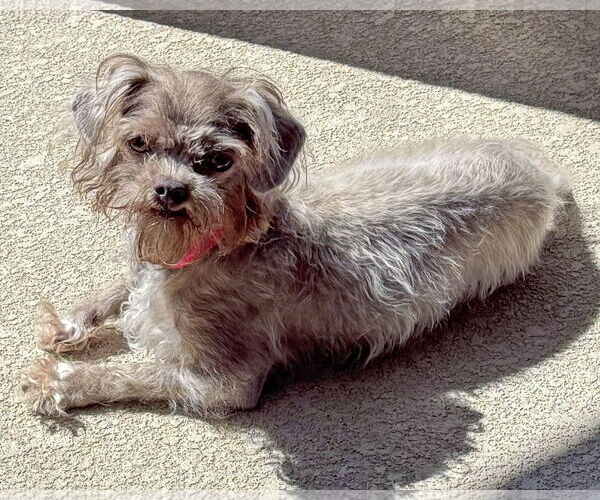 Medium Photo #5 Shih Tzu-Unknown Mix Puppy For Sale in Corona, CA, USA