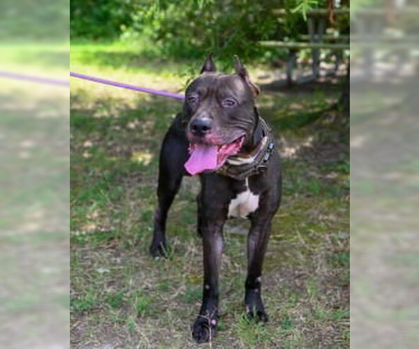 Medium Photo #5 Mastiff-Unknown Mix Puppy For Sale in Glen Allen, VA, USA