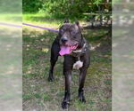 Small #4 Mastiff Mix