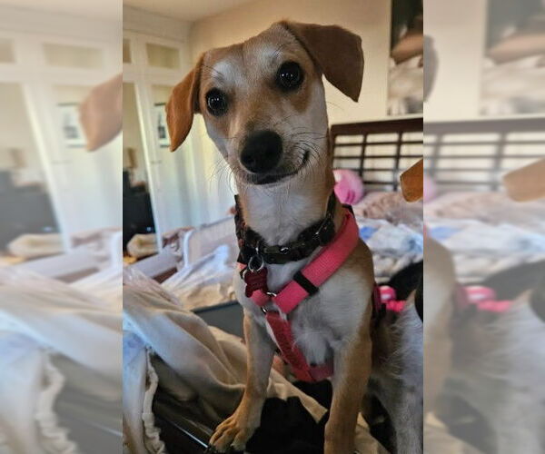 Medium Photo #2 Chihuahua-Unknown Mix Puppy For Sale in San Diego, CA, USA