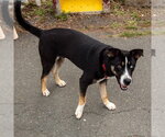 Small #19 Retriever  Mix