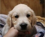 Puppy Peppermint English Cream Golden Retriever