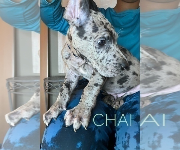Medium Photo #20 Great Dane Puppy For Sale in COLUMBUS, OH, USA