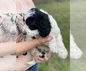 Springerdoodle Puppy for sale in TRIMBLE, MO, USA