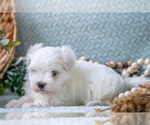 Small #4 Maltese