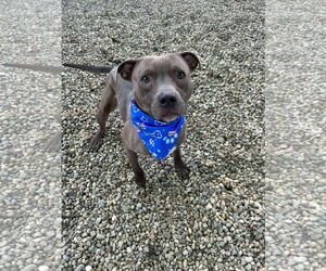 American Pit Bull Terrier-Unknown Mix Dogs for adoption in Gates Mills, OH, USA