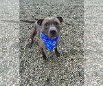 Small American Pit Bull Terrier Mix