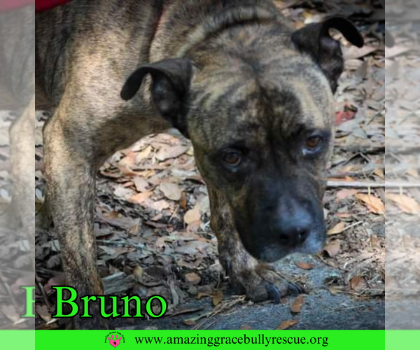 Medium Photo #4 Staffordshire Bull Terrier-Unknown Mix Puppy For Sale in Pensacola, FL, USA
