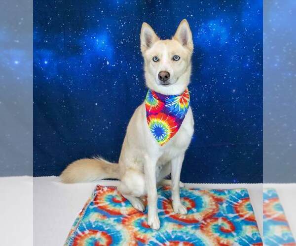 Medium Photo #3 Siberian Husky-Unknown Mix Puppy For Sale in Kennesaw, GA, USA