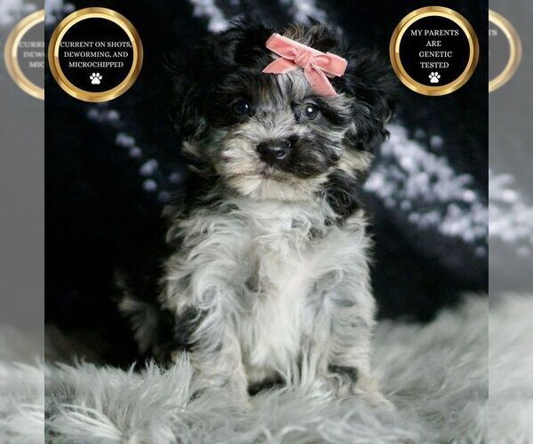 Medium Photo #2 Maltipoo Puppy For Sale in WARSAW, IN, USA