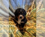 Small Photo #3 Bernese Mountain Dog Puppy For Sale in POUND, VA, USA