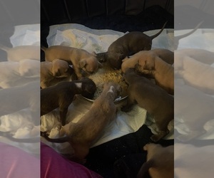 American Bully Puppy for sale in SYRACUSE, NY, USA