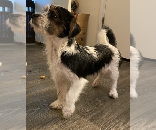 Medium Photo #2 Shorkie Tzu Puppy For Sale in LEBANON, OR, USA