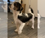 Small #1 Shorkie Tzu