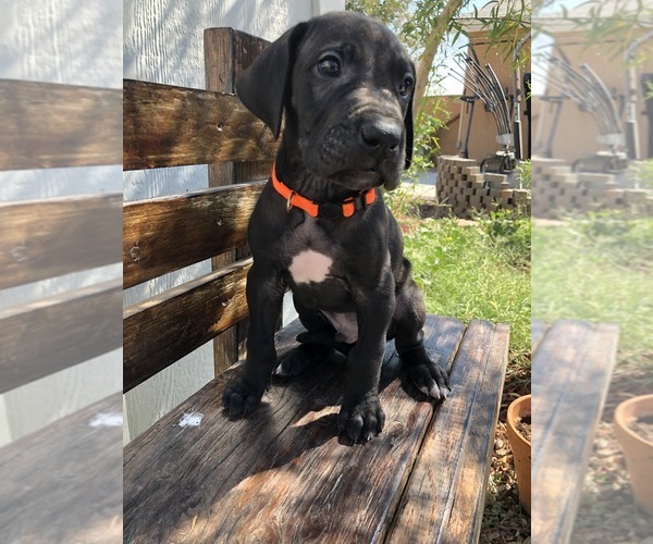 Medium Photo #6 Great Dane Puppy For Sale in LAS VEGAS, NV, USA
