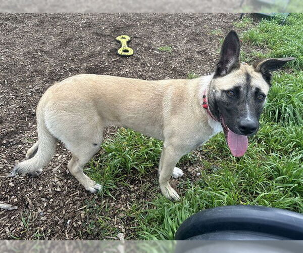 Medium Photo #1 Mutt Puppy For Sale in McKinleyville, CA, USA