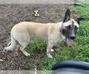 Mutt Dogs for adoption in McKinleyville, CA, USA