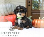 Small #3 Bernedoodle (Miniature)