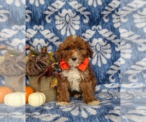 Goldendoodle (Miniature) Puppy for sale in COCHRANVILLE, PA, USA