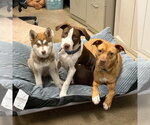 Small #3 Siberian Husky Mix