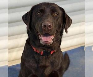 Coconut - Adoption In Process - Female Labrador Retriever Dog for Adoption - Photo #4