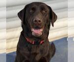 Small Photo #4 Labrador Retriever Puppy For Sale in San Diego, CA, USA