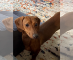 Small #8 Dachshund